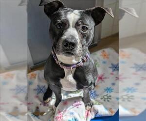 American Pit Bull Terrier Dogs for adoption in Derwood, MD, USA