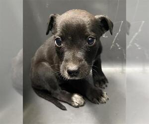 Chihuahua Dogs for adoption in Bakersfield, CA, USA