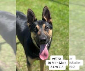 German Shepherd Dog Dogs for adoption in Supply, NC, USA