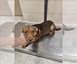 American Pit Bull Terrier-Labrador Retriever Mix Dogs for adoption in Conroe, TX, USA