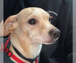 Chihuahua Dogs for adoption in Naugatuck, CT, USA