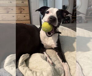 Mutt Dogs for adoption in Euless, TX, USA