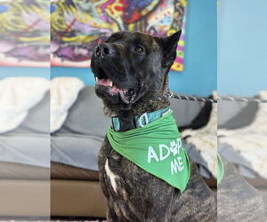 Mutt Dogs for adoption in Goodyear, AZ, USA