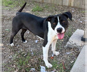 American Pit Bull Terrier Dogs for adoption in Great Bend, KS, USA