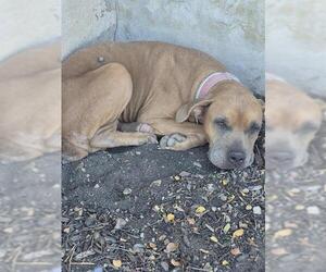 Mastiff-Unknown Mix Dogs for adoption in San Antonio, TX, USA