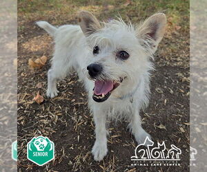Mutt Dogs for adoption in Irvine, CA, USA