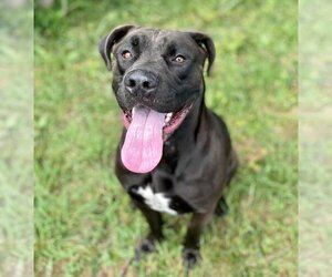 American Bulldog-Unknown Mix Dogs for adoption in Toronto, Ontario, Canada