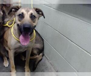 Shepradors Dogs for adoption in Tulsa, OK, USA