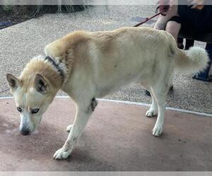 Gerberian Shepsky Dogs for adoption in Grand Prairie, TX, USA