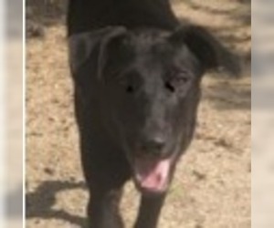 Spaniel-Unknown Mix Dogs for adoption in El Cajon, CA, USA