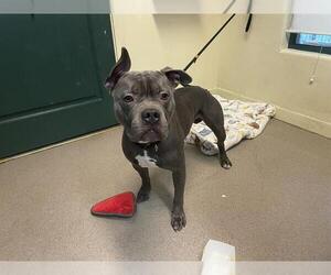 French Bulldog-Unknown Mix Dogs for adoption in Pasadena, CA, USA