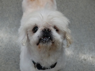 Pekingese-Unknown Mix Dogs for adoption in Tacoma, WA, USA