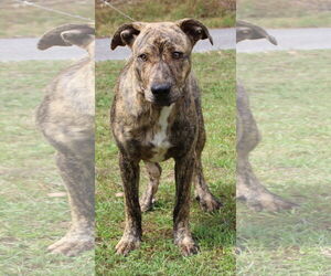 Black Mouth Cur-Unknown Mix Dogs for adoption in Prattville, AL, USA