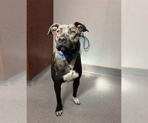 Mutt Dogs for adoption in Rancho Cucamonga, CA, USA