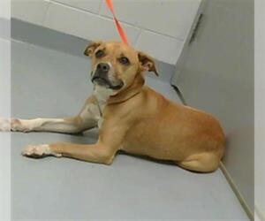 American Pit Bull Terrier-Unknown Mix Dogs for adoption in St. Cloud, FL, USA