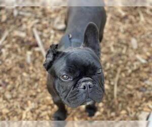 French Bulldog Dogs for adoption in McKinleyville, CA, USA