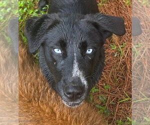 Retriever -Unknown Mix Dogs for adoption in Canton, CT, USA