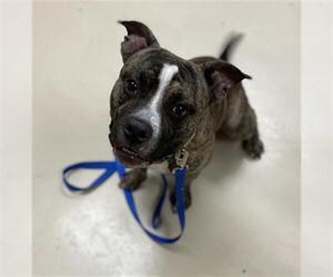 American Pit Bull Terrier Dogs for adoption in Center Township, PA, USA