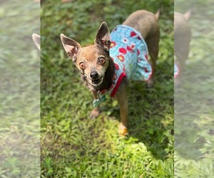 Chihuahua Dogs for adoption in Gulfport, MI, USA