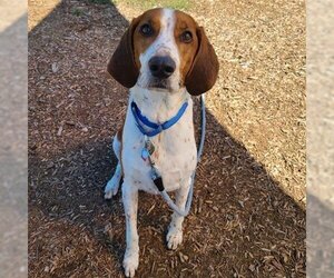 American Foxhound Dogs for adoption in Waterford, VA, USA