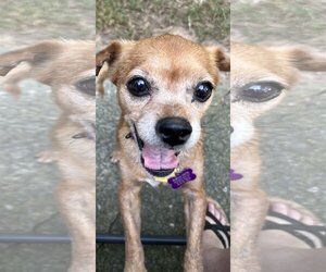 Chug Dogs for adoption in Atlanta, GA, USA