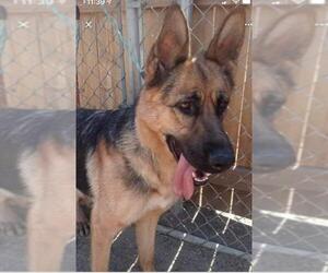 German Shepherd Dog Dogs for adoption in La Mesa, CA, USA