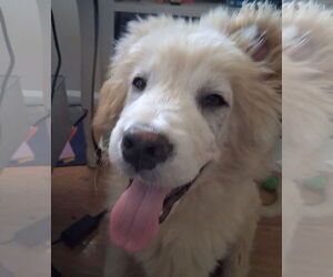 Labrenees Dogs for adoption in Wheaton, IL, USA