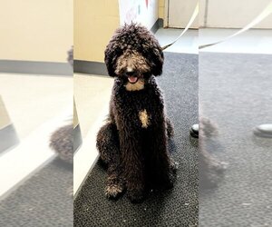 Poodle (Standard) Dogs for adoption in Perth Amboy, NJ, USA