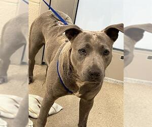 American Staffordshire Terrier-Unknown Mix Dogs for adoption in Grand Prairie, TX, USA