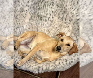 Mutt Dogs for adoption in New Orleans, LA, USA