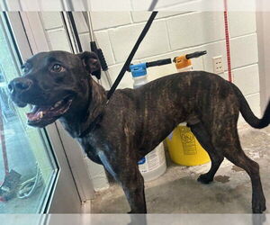 Catahoula Leopard Dog-Plott Hound Mix Dogs for adoption in Tavares, FL, USA