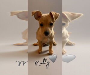 Chihuahua Dogs for adoption in The Woodlands, TX, USA