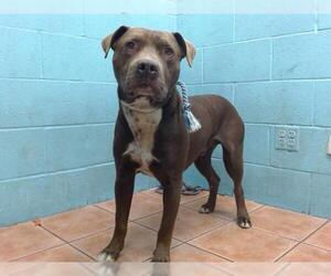 American Pit Bull Terrier Dogs for adoption in Downey, CA, USA