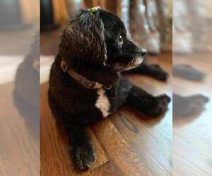 Shih-Poo Dogs for adoption in Atlanta, GA, USA