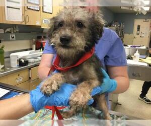 Mutt Dogs for adoption in Riverside, CA, USA