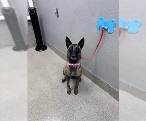 Mutt Dogs for adoption in Las Vegas, NV, USA