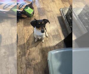 Chihuahua-Unknown Mix Dogs for adoption in San Antonio, TX, USA