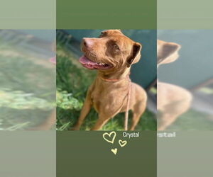 American Pit Bull Terrier-American Staffordshire Terrier Mix Dogs for adoption in Monte Vista, CO, USA