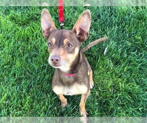 Miniature Pinscher Dogs for adoption in San Clemente, CA, USA
