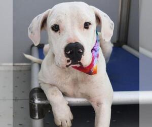 American Staffordshire Terrier Dogs for adoption in San Antonio, TX, USA