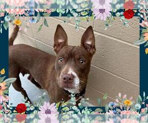 American Pit Bull Terrier Dogs for adoption in Ojai, CA, USA