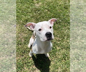 American Bulldog-Unknown Mix Dogs for adoption in Lee's Summit, MO, USA