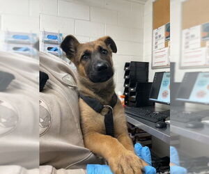 German Shorthaired Pointer Dogs for adoption in San Bernardino, CA, USA