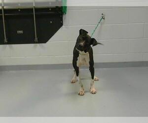 American Pit Bull Terrier Dogs for adoption in St. Cloud, FL, USA