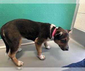 Border Collie-Unknown Mix Dogs for adoption in Visalia, CA, USA