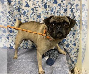 Pug Dogs for adoption in Modesto, CA, USA