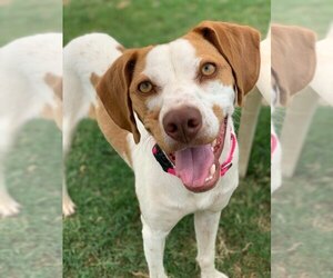 Lab-Pointer Dogs for adoption in Gilbert, AZ, USA