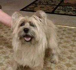 Cairn Terrier Dogs for adoption in Chaska, MN, USA