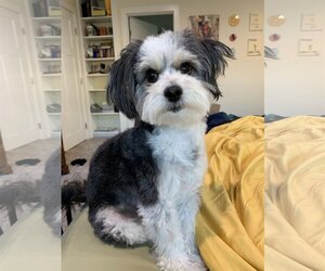 Havanese-Unknown Mix Dogs for adoption in Tustin, CA, USA