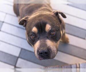 American Staffordshire Terrier Dogs for adoption in Brighton, CO, USA